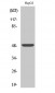 ETAR Polyclonal Antibody