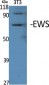 EWS Polyclonal Antibody