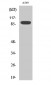 Exo1 Polyclonal Antibody