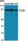 Ezrin Polyclonal Antibody