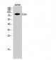 Ezrin Polyclonal Antibody