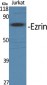 Ezrin Polyclonal Antibody