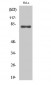 Ezrin Polyclonal Antibody