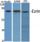 Ezrin Polyclonal Antibody