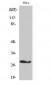 FADD Polyclonal Antibody