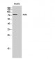 FAF1 Polyclonal Antibody