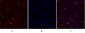 FAK Polyclonal Antibody