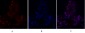 FAK Polyclonal Antibody