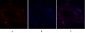 FAK Polyclonal Antibody