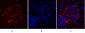 FAK Polyclonal Antibody