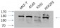 FAK Polyclonal Antibody