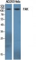 FAK Polyclonal Antibody