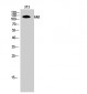 FAK Polyclonal Antibody