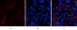 FAS Polyclonal Antibody