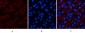 FAS Polyclonal Antibody