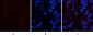 FAS Polyclonal Antibody