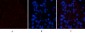 FAS Polyclonal Antibody