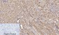 FAS Polyclonal Antibody