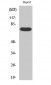 FASTKD3 Polyclonal Antibody