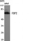 FBP2 Polyclonal Antibody