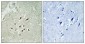 FBP3 Polyclonal Antibody