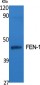 FEN-1 Polyclonal Antibody