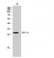 FGF-13 Polyclonal Antibody