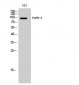 FGFR-3 Polyclonal Antibody