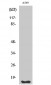 Fhit Polyclonal Antibody