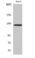 Fibulin-2 Polyclonal Antibody