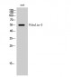 Fibulin-3 Polyclonal Antibody