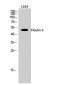 Fibulin-5 Polyclonal Antibody