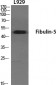 Fibulin-5 Polyclonal Antibody