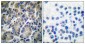 Filamin 1 Polyclonal Antibody