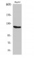 Flg Polyclonal Antibody