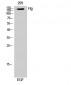 Flg Polyclonal Antibody