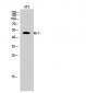 Fli-1 Polyclonal Antibody