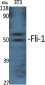 Fli-1 Polyclonal Antibody