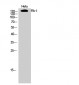 Flk-1 Polyclonal Antibody