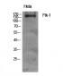 Flk-1 Polyclonal Antibody