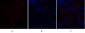 Flk-1 Polyclonal Antibody