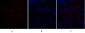 Flk-1 Polyclonal Antibody