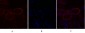 Flk-1 Polyclonal Antibody