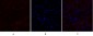 Flk-1 Polyclonal Antibody