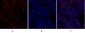 Flk-1 Polyclonal Antibody