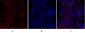 Flk-1 Polyclonal Antibody