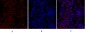 Flk-1 Polyclonal Antibody