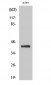 Flotillin-2 Polyclonal Antibody