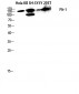 Flt-1 Polyclonal Antibody