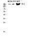 Flt-1 Polyclonal Antibody